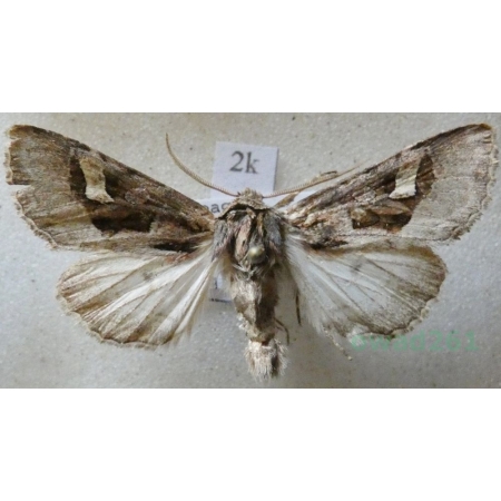 Trigonophora flammea (Esper, 1785) Spain2k